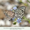 tarucus balkanicus copula daghestan1